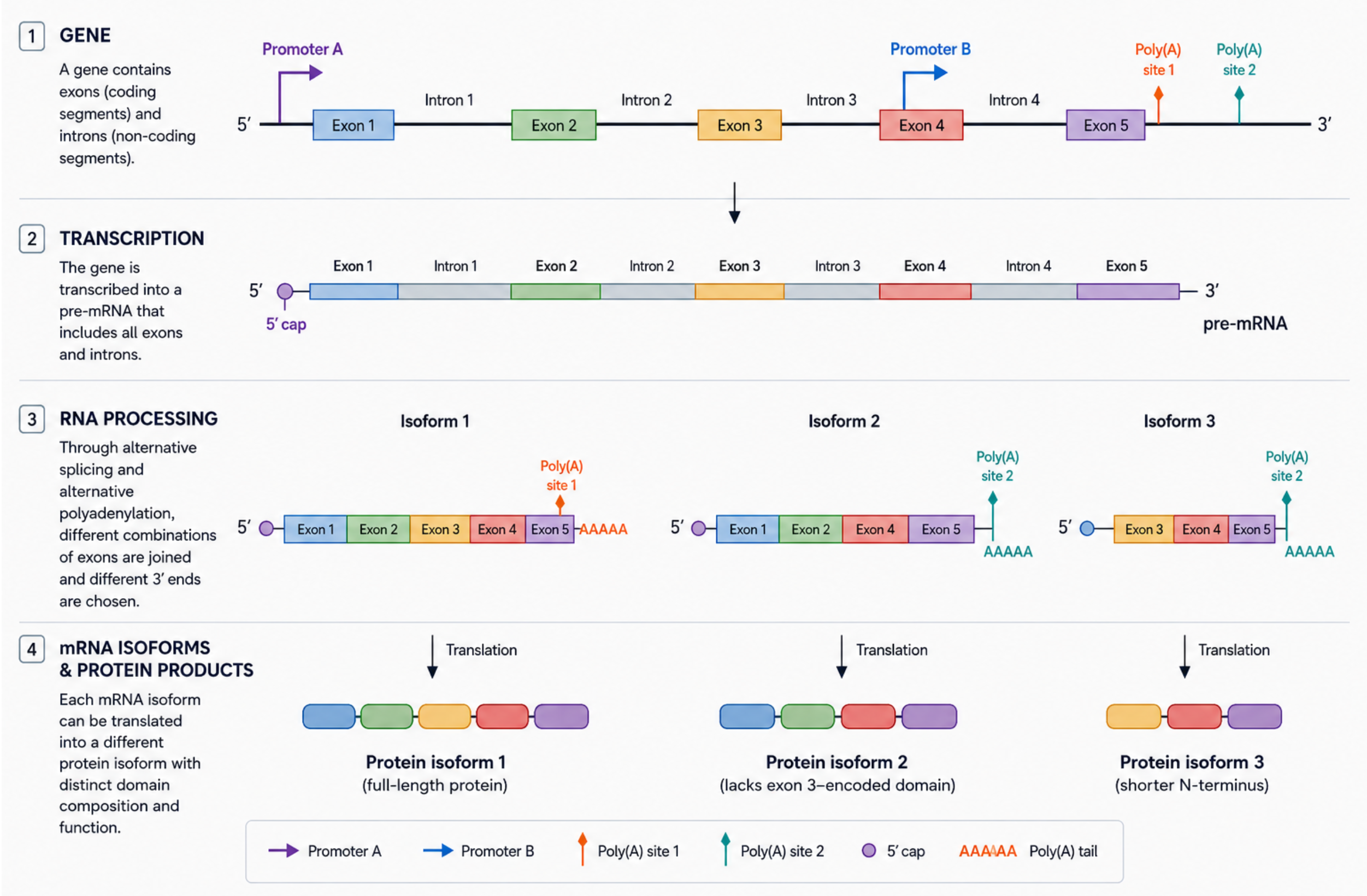 Central dogma of molecular biology and alternative splicing